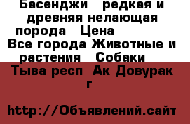 Басенджи - редкая и древняя нелающая порода › Цена ­ 50 000 - Все города Животные и растения » Собаки   . Тыва респ.,Ак-Довурак г.